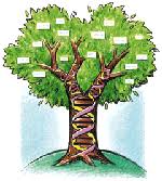 Arvore Genealogica Prüss