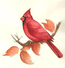 red cardinal bird