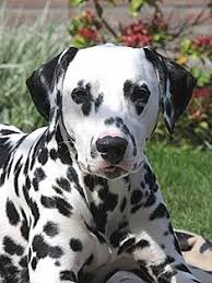 dalmatians