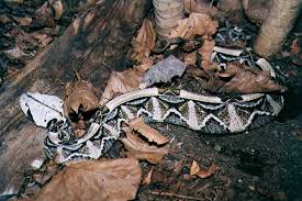 gaboon viper pictures