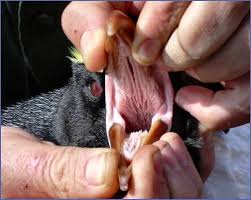 real penguin pictures