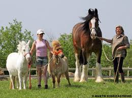 shire horse