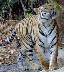 Tiger_Royal_Bengal_Bandavgarh.jpg