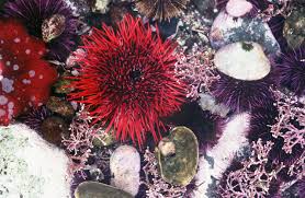 tidepools