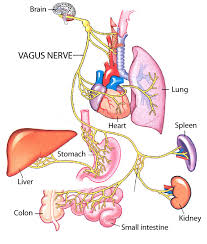 What is Parasympathetic Nervous System with Massage?