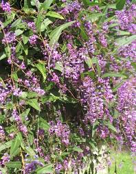 purple flower vine