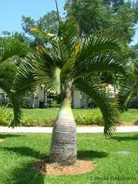 palm tree trunk