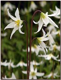 white lilies tattoo