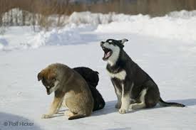 cute dogs