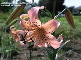 pink tiger lilies