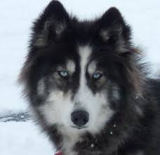 beautiful wolf images