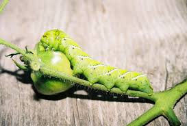 pictures of poisonous caterpillars