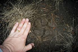 lynx paw print