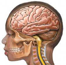 Child brain So your child has ADHD?..