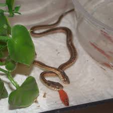 small snakes