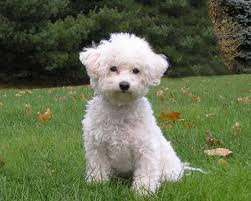 bichon