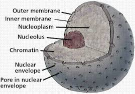 nucleus