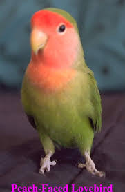 love bird photos