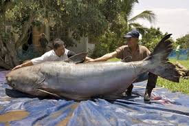 largest catfish pictures