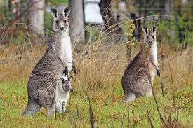 kangaroo
