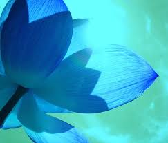 lotus flower petals