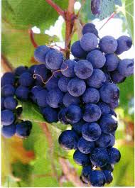 external image uva.jpg