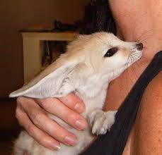 fennec foxes