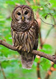large owl pictures