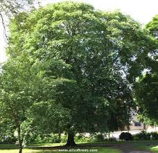pictures buckeye tree