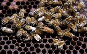 bee hive
