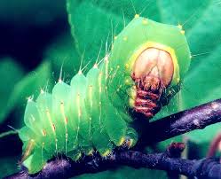 luna moth caterpillar picture