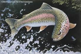 trout salmon pictures