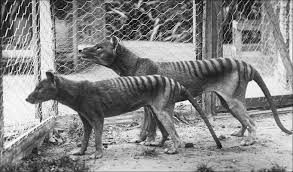 Extinct Tigers