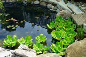 small garden pictures