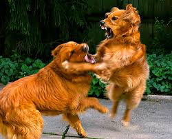 golden retriever wallpaper