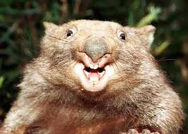 wombats