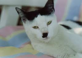 Cats That Look Like Hitler