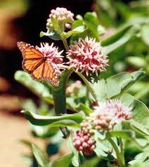 showy milkweed pictures