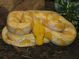 indian python snake