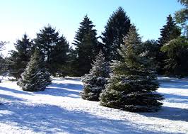coniferous trees pictures