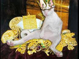 white cat picture