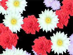 animated flowers