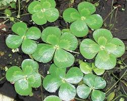 four leaf clover plants