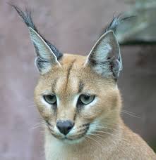 File:Caracal001.jpg