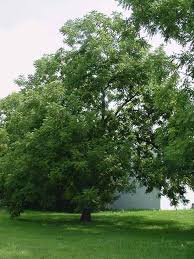 pictures walnut trees