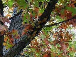 gypsy moth pictures
