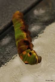 eastern tiger swallowtail caterpillar