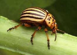 insects beetles pictures