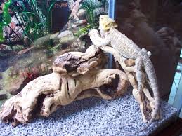 bearded dragon reptile