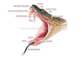 venomous snakes